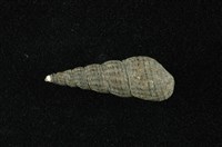 藏品(網蜷)的圖片